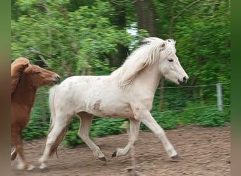 Islandais, Jument, 3 Ans, Palomino