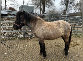 Islandais, Jument, 3 Ans, Rouan bleu