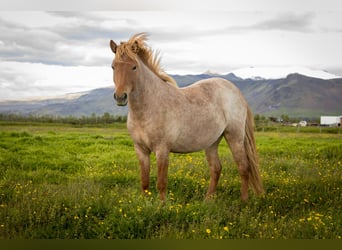 Islandais, Jument, 3 Ans, Rouan Rouge