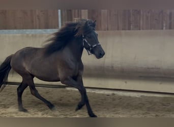 Islandais, Jument, 4 Ans, 132 cm, Noir