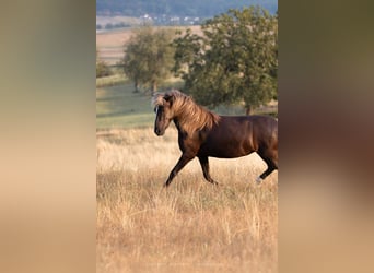 Islandais, Jument, 4 Ans, 138 cm