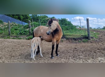 Islandais, Jument, 4 Ans, 138 cm