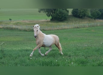 Islandais, Jument, 4 Ans, 138 cm, Pinto