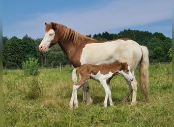 Islandais, Jument, 4 Ans, 138 cm, Pinto