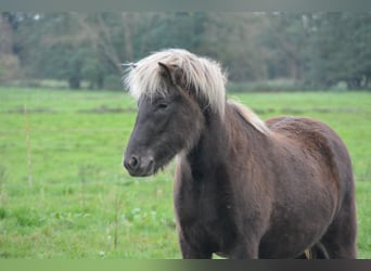 Islandais, Jument, 4 Ans, 139 cm