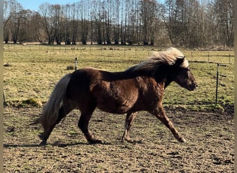 Islandais, Jument, 4 Ans, 139 cm