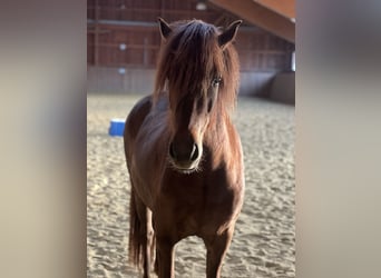 Islandais, Jument, 4 Ans, 140 cm, Alezan