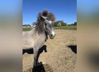 Islandais, Jument, 4 Ans, 140 cm, Gris