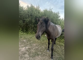 Islandais, Jument, 4 Ans, 140 cm, Noir
