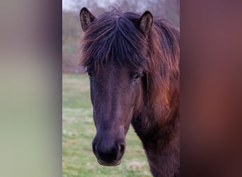 Islandais, Jument, 4 Ans, 140 cm, Noir