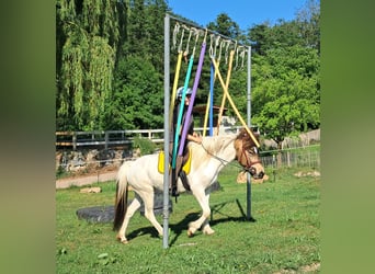 Islandais, Jument, 4 Ans, 142 cm, Pinto