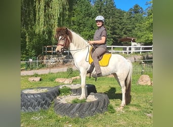 Islandais, Jument, 4 Ans, 142 cm, Pinto