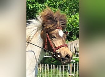 Islandais, Jument, 4 Ans, 142 cm, Pinto