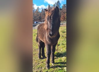 Islandais, Jument, 4 Ans