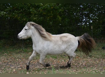 Islandais, Jument, 4 Ans