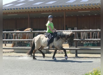 Islandais, Jument, 5 Ans, 130 cm, Isabelle