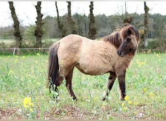 Islandais, Jument, 5 Ans, 136 cm, Grullo