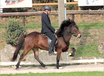 Islandais, Jument, 5 Ans, 138 cm, Bai