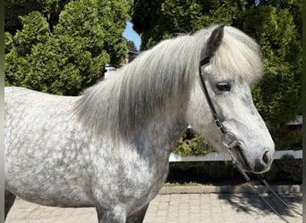 Islandais, Jument, 5 Ans, 138 cm, Gris