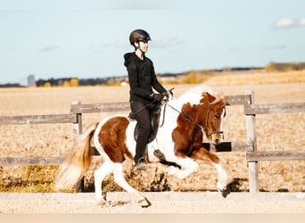 Islandais, Jument, 5 Ans, 139 cm, Pinto