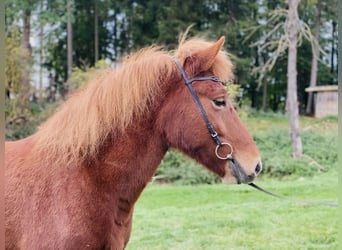Islandais, Jument, 5 Ans, 140 cm, Alezan
