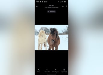 Islandais, Jument, 5 Ans, 140 cm, Bai brun