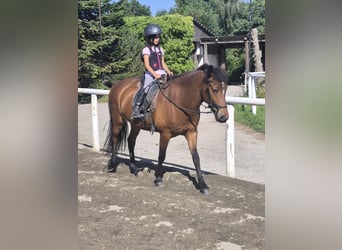 Islandais, Jument, 5 Ans, 140 cm, Bai