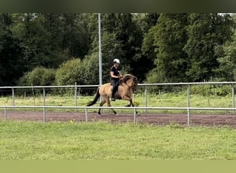 Islandais, Jument, 5 Ans, 140 cm, Isabelle
