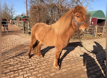 Islandais, Jument, 5 Ans, 140 cm, Isabelle