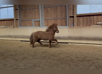 Islandais, Jument, 5 Ans, 140 cm, Isabelle