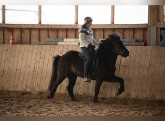 Islandais, Jument, 5 Ans, 140 cm, Noir
