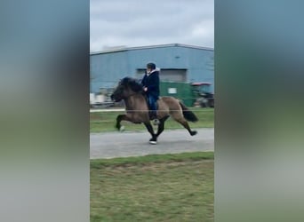 Islandais, Jument, 5 Ans, 140 cm, Noir