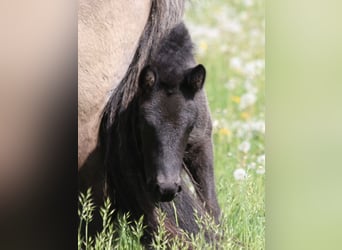 Islandais, Jument, 5 Ans, 140 cm, Noir