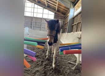 Islandais, Jument, 5 Ans, 140 cm, Pinto