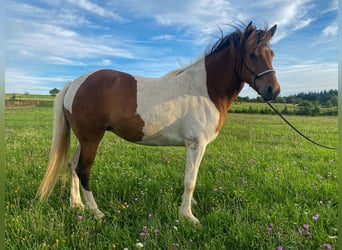 Islandais, Jument, 5 Ans, 140 cm, Pinto