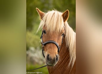 Islandais, Jument, 5 Ans, 141 cm, Alezan brûlé