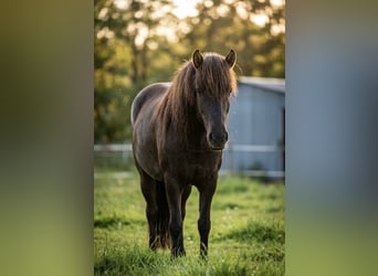 Islandais, Jument, 5 Ans, 141 cm, Noir