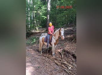 Islandais, Jument, 5 Ans, 141 cm, Pinto