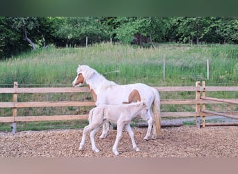 Islandais, Jument, 5 Ans, 141 cm, Pinto