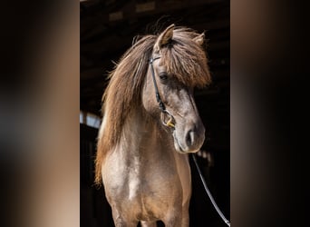 Islandais, Jument, 5 Ans, 142 cm, Isabelle