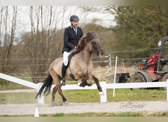 Islandais, Jument, 5 Ans, 142 cm, Isabelle