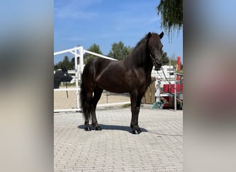 Islandais, Jument, 5 Ans, 142 cm, Noir