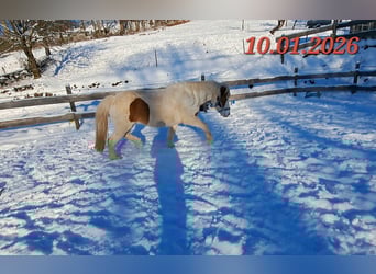 Islandais, Jument, 5 Ans, 142 cm, Pinto