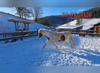 Islandais, Jument, 5 Ans, 142 cm, Pinto