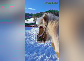 Islandais, Jument, 5 Ans, 142 cm, Pinto