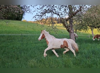 Islandais, Jument, 5 Ans, 142 cm, Pinto