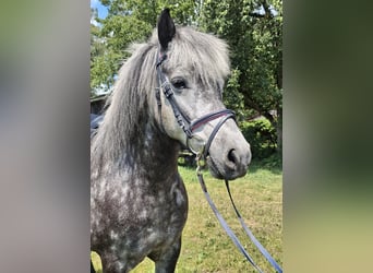 Islandais, Jument, 5 Ans, 143 cm, Peut devenir gris