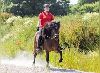 Islandais, Jument, 5 Ans, 145 cm, Bai