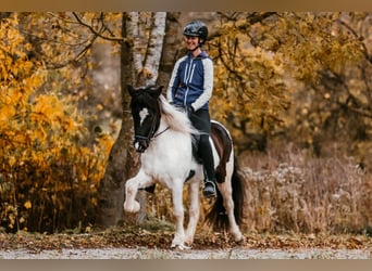 Islandais, Jument, 5 Ans, 145 cm, Pinto