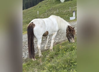 Islandais, Jument, 5 Ans, 145 cm, Pinto